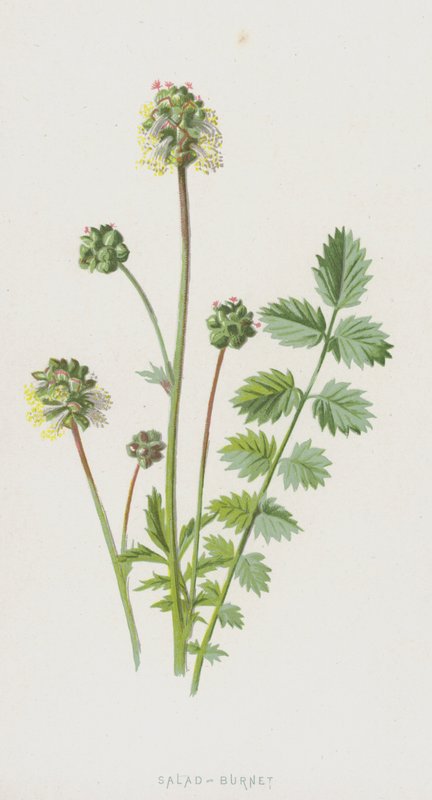 Saláta-Burnet (chromolitho) alkotó: Frederick Edward Hulme