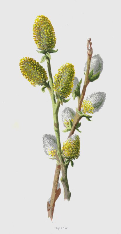 Sallow (chromolitho) alkotó: Frederick Edward Hulme