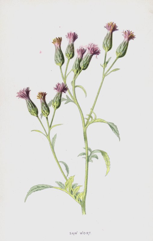 Fűrészfű (chromolitho) alkotó: Frederick Edward Hulme