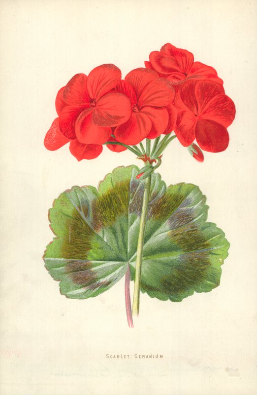 Skarlát geránium alkotó: Frederick Edward Hulme