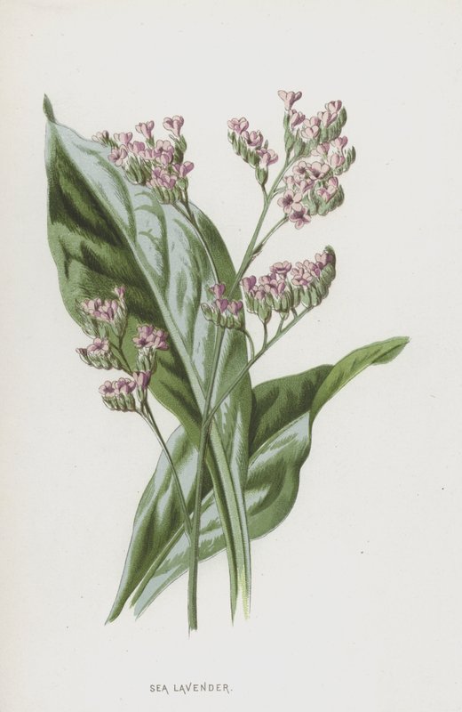 Tengeri levendula (chromolitho) alkotó: Frederick Edward Hulme