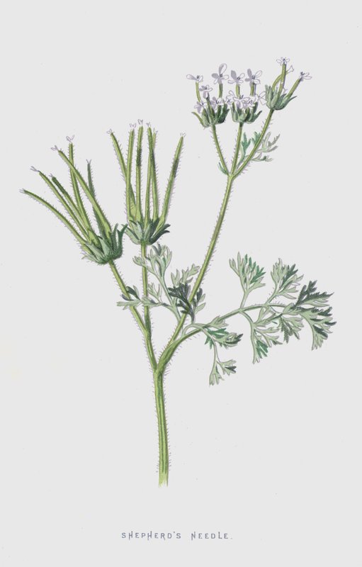 Pásztortű (chromolitho) alkotó: Frederick Edward Hulme
