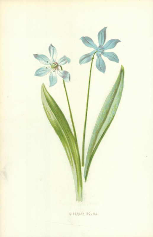 Szibériai Squill alkotó: Frederick Edward Hulme