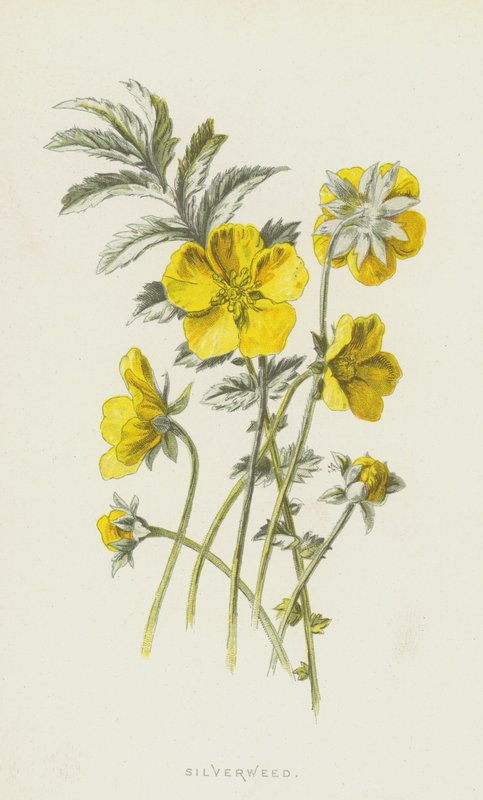 ezüstfű (chromolitho) alkotó: Frederick Edward Hulme