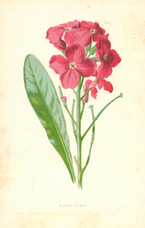 Single Stock alkotó: Frederick Edward Hulme
