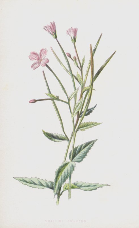 Kis fűzfű (chromolitho) alkotó: Frederick Edward Hulme