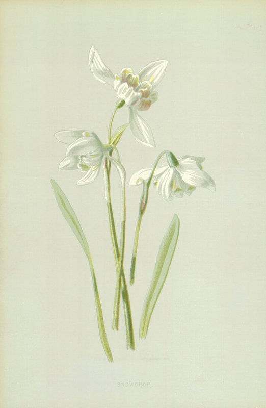 Hóvirág alkotó: Frederick Edward Hulme
