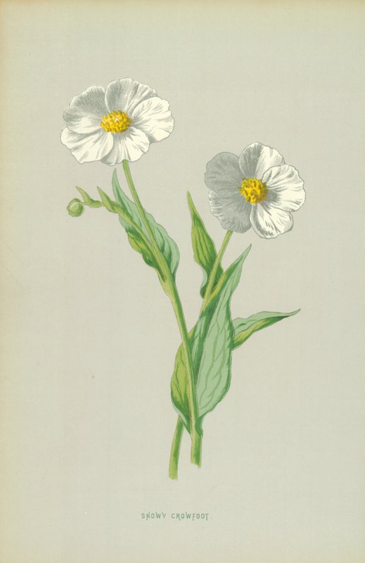 Havas varjúláb alkotó: Frederick Edward Hulme