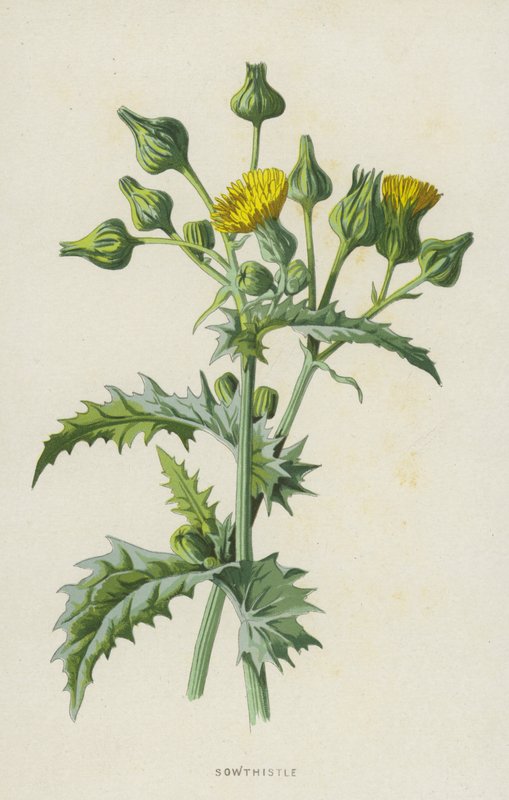 koca (chromolitho) alkotó: Frederick Edward Hulme