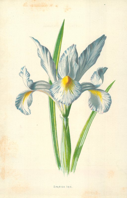 spanyol írisz alkotó: Frederick Edward Hulme