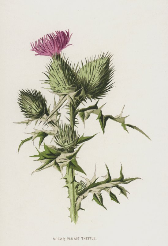 Lándzsás bogáncs (chromolitho) alkotó: Frederick Edward Hulme