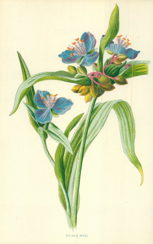 Pókfű alkotó: Frederick Edward Hulme
