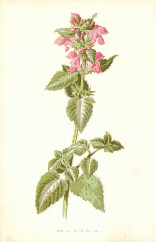 Foltos döglött csalán alkotó: Frederick Edward Hulme