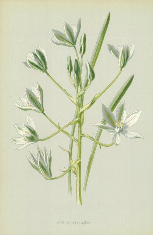 Betlehemi csillag alkotó: Frederick Edward Hulme