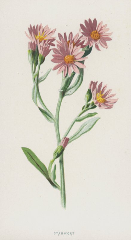 Csillagfű (chromolitho) alkotó: Frederick Edward Hulme