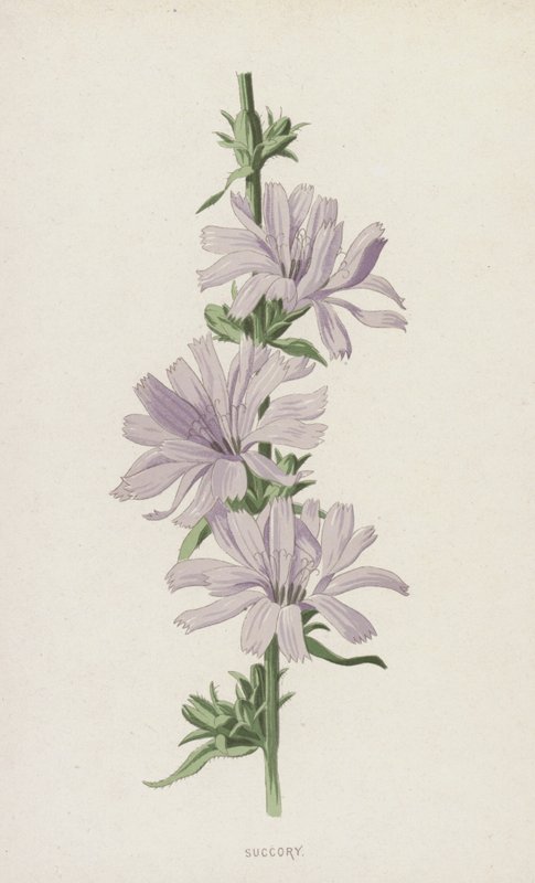 Succory (chromolitho) alkotó: Frederick Edward Hulme