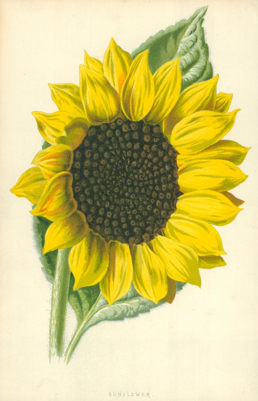 Napraforgó alkotó: Frederick Edward Hulme
