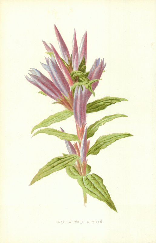 Fecskefű tárnics alkotó: Frederick Edward Hulme