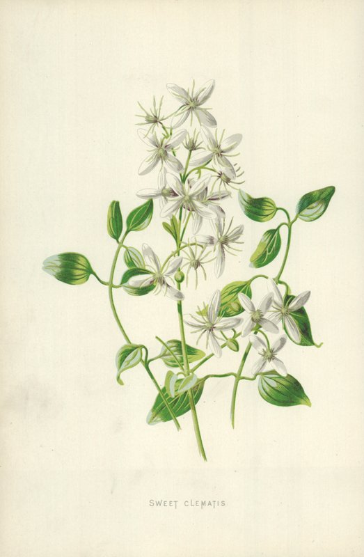 Édes Clematis alkotó: Frederick Edward Hulme
