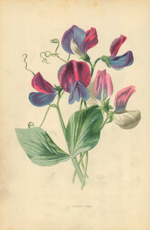 Cukorborsó alkotó: Frederick Edward Hulme