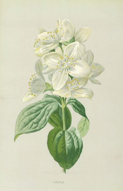 Orgona virág alkotó: Frederick Edward Hulme