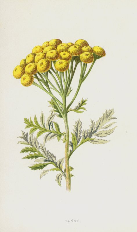Tansy (chromolitho) alkotó: Frederick Edward Hulme