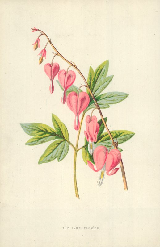 A líravirág alkotó: Frederick Edward Hulme