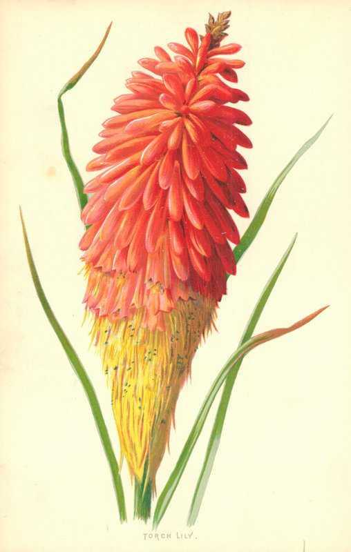 Fáklyás Liliom alkotó: Frederick Edward Hulme