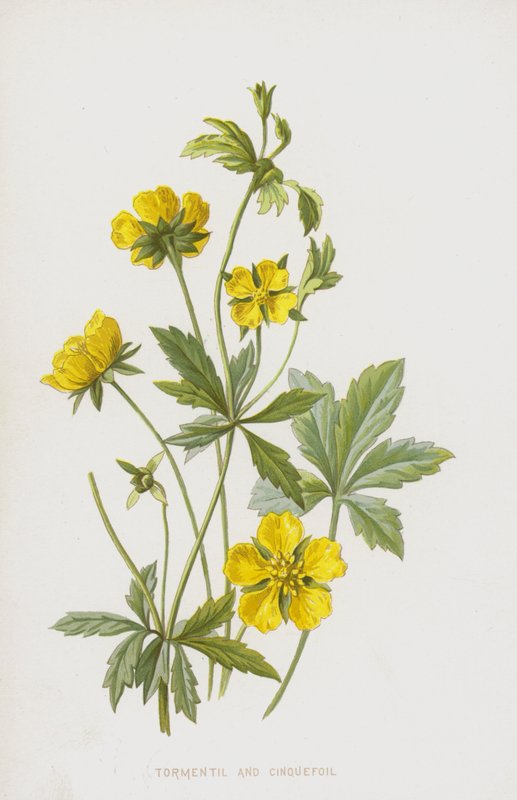 Tormentil és Cinquefoil (chromolitho) alkotó: Frederick Edward Hulme