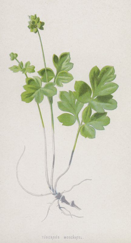 Gumós Moschatel (chromolitho) alkotó: Frederick Edward Hulme