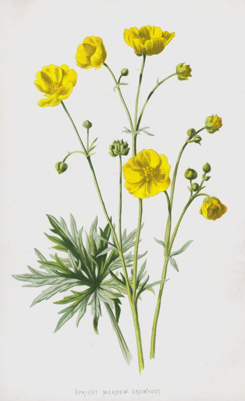 Álló réti varjúláb (chromolitho) alkotó: Frederick Edward Hulme