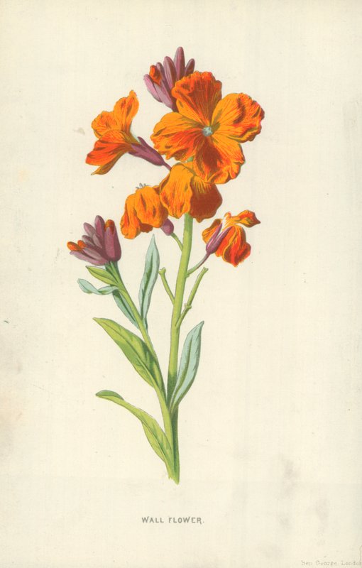 Fali Virág alkotó: Frederick Edward Hulme