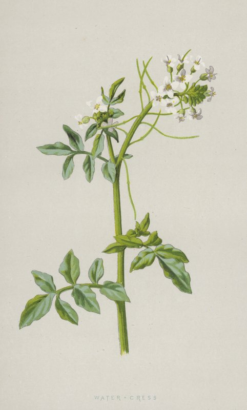 Vízitorma (chromolitho) alkotó: Frederick Edward Hulme