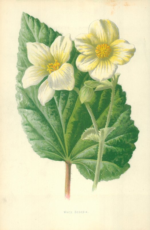 Fehér Begónia alkotó: Frederick Edward Hulme