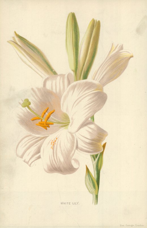 fehér liliom alkotó: Frederick Edward Hulme