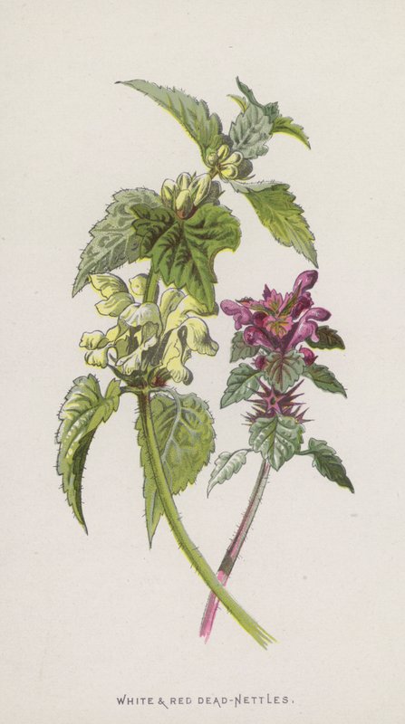 Fehér és vörös csalán (chromolitho) alkotó: Frederick Edward Hulme