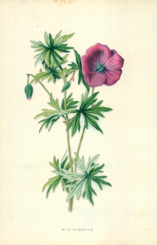 Vad Geranium alkotó: Frederick Edward Hulme