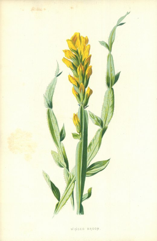 Szárnyas seprű alkotó: Frederick Edward Hulme