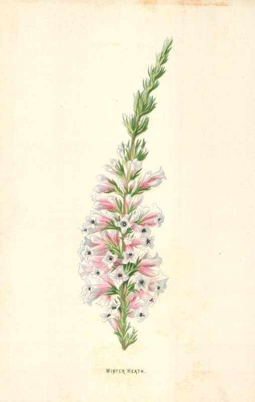 Winter Heath alkotó: Frederick Edward Hulme