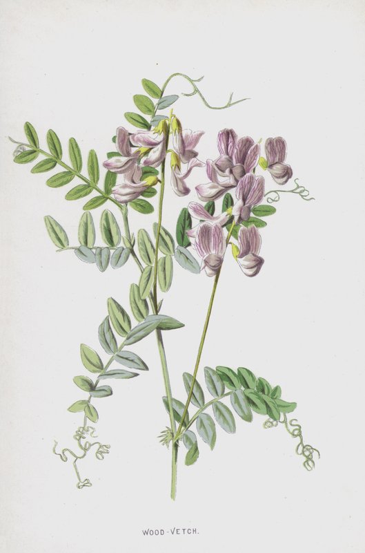 Fa-bükköny (chromolitho) alkotó: Frederick Edward Hulme