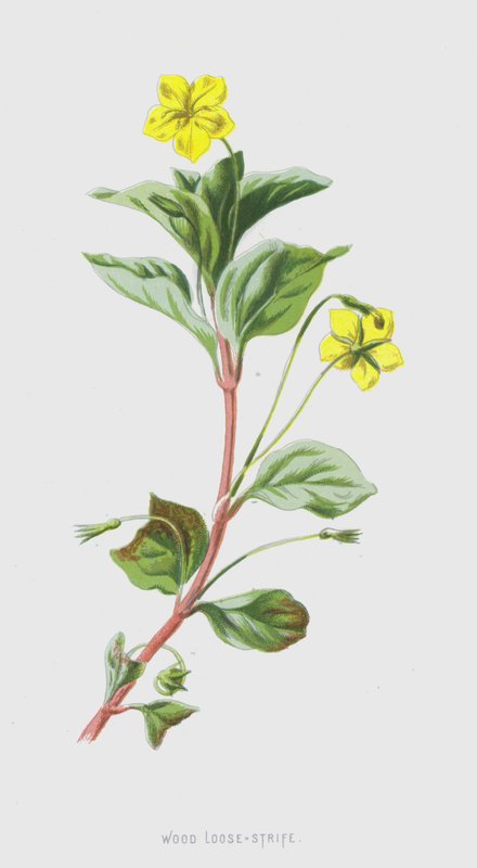 Wood Loose-Strife (chromolitho) alkotó: Frederick Edward Hulme