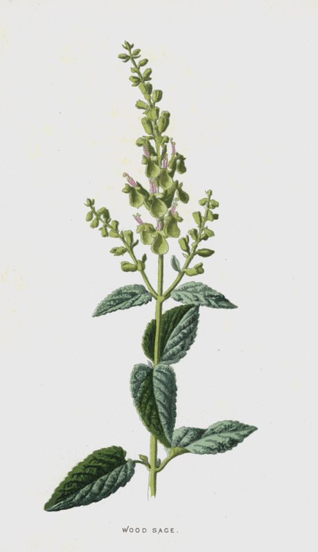 fazsálya (chromolitho) alkotó: Frederick Edward Hulme