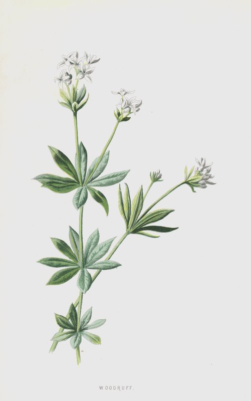 Erdő (chromolitho) alkotó: Frederick Edward Hulme