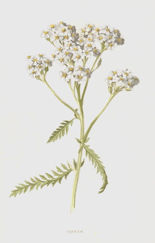 Cickafark (chromolitho) alkotó: Frederick Edward Hulme