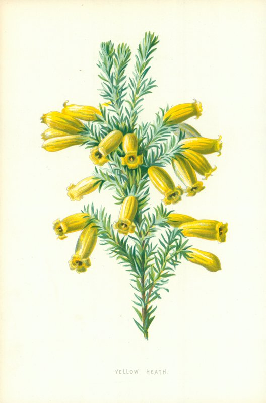 Sárga Heath alkotó: Frederick Edward Hulme