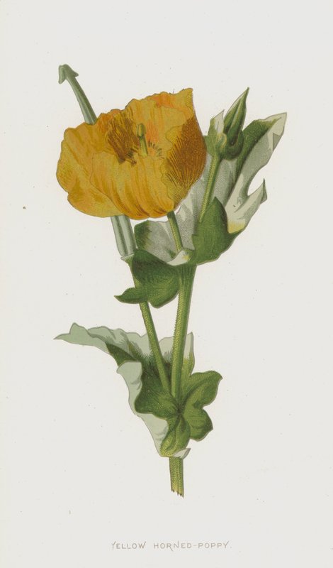 Sárga szarvú mák (chromolitho) alkotó: Frederick Edward Hulme