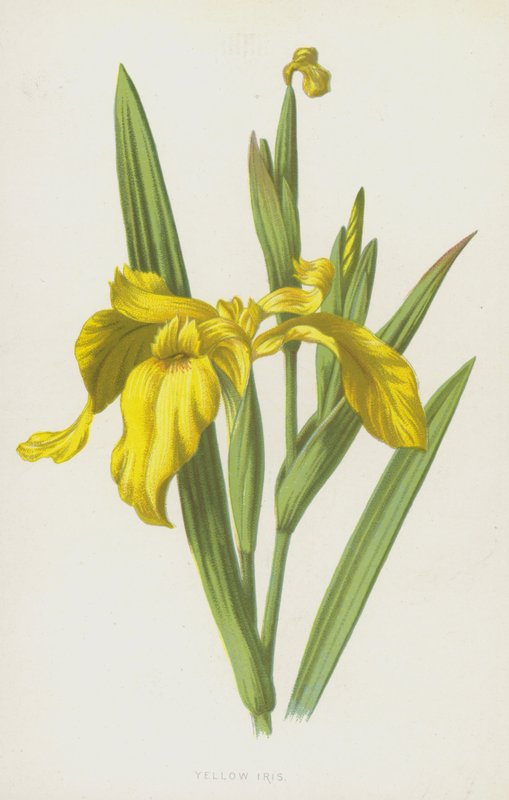 Sárga írisz (chromolitho) alkotó: Frederick Edward Hulme