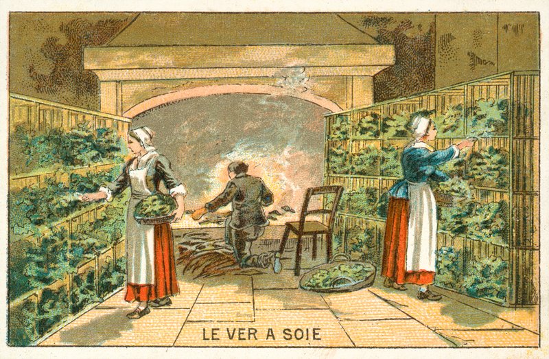 Selyemhernyók nevelése alkotó: French School