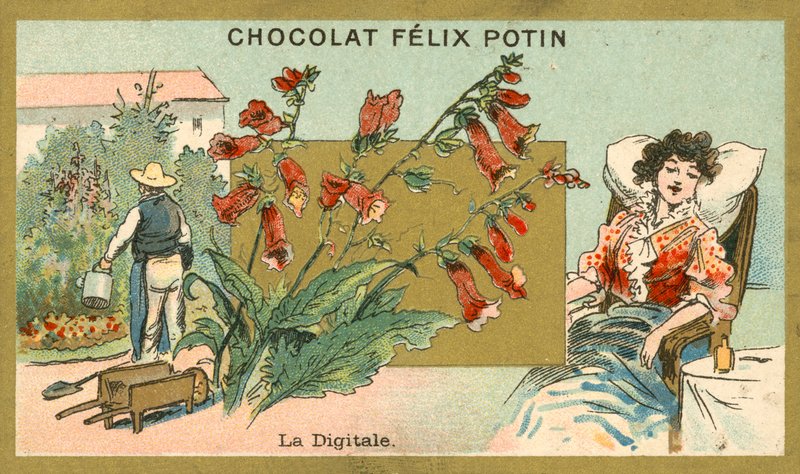 Digitalis (chromolitho) alkotó: French School