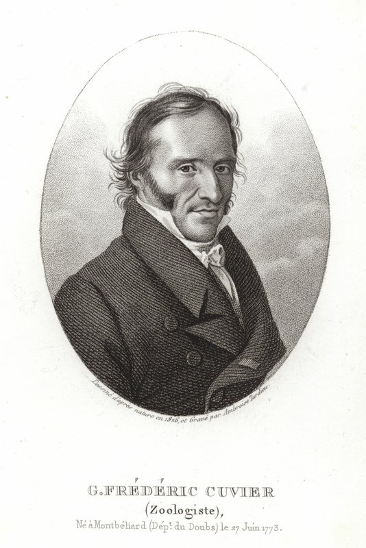 George Cuvier alkotó: French School